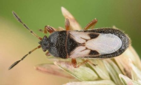 The Ultimate Guide to Eliminating Chinch Bugs from Your Garden