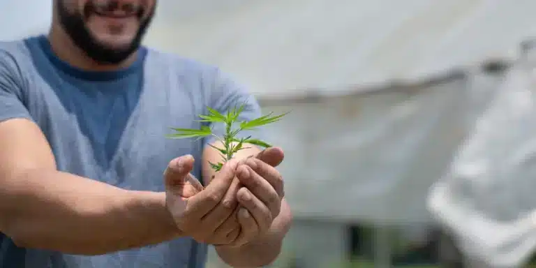 Harvest in Half the Time: Why Autoflower Seeds Are Revolutionizing Home Growing
