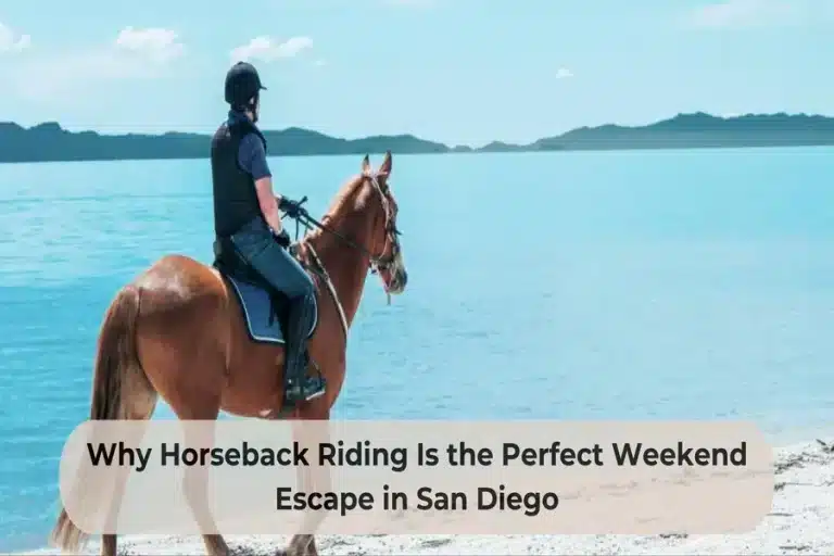 Why Horseback Riding Is the Perfect Weekend Escape in San Diego Horseback Riding