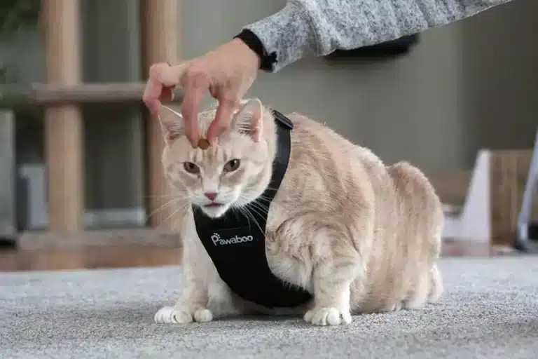 Kitten Harness