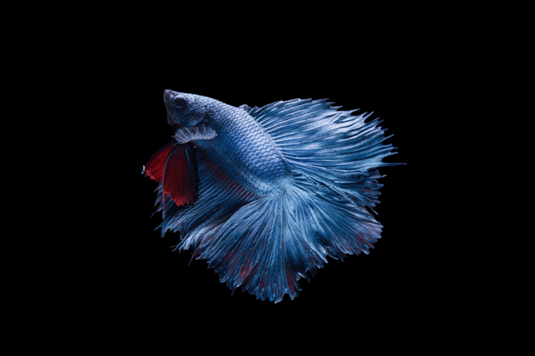 Care Guide for Wild Betta Fish in a Home Aquarium Wild Betta Fish