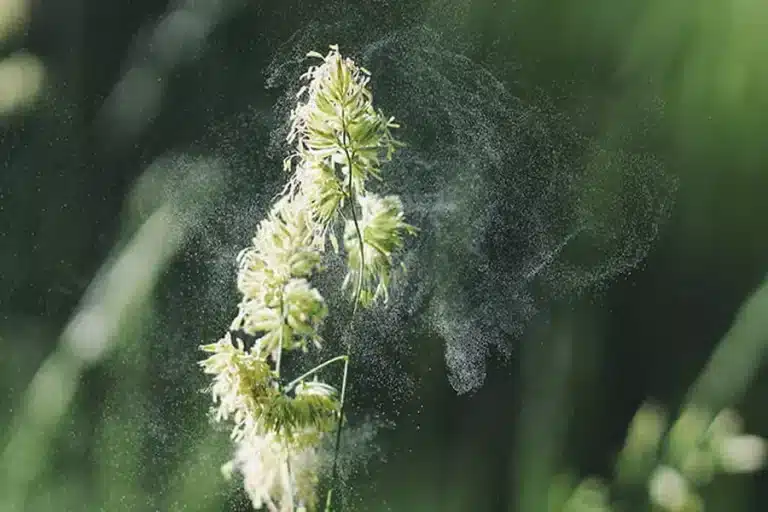 Hay Fever and Seasonal Allergies: What to Expect in Queensland Seasonal Allergies