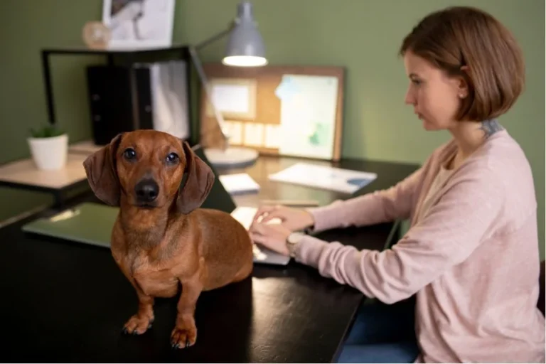 How To Navigate The Insurance Claims Process After A Serious Dog Attack Dog Attack
